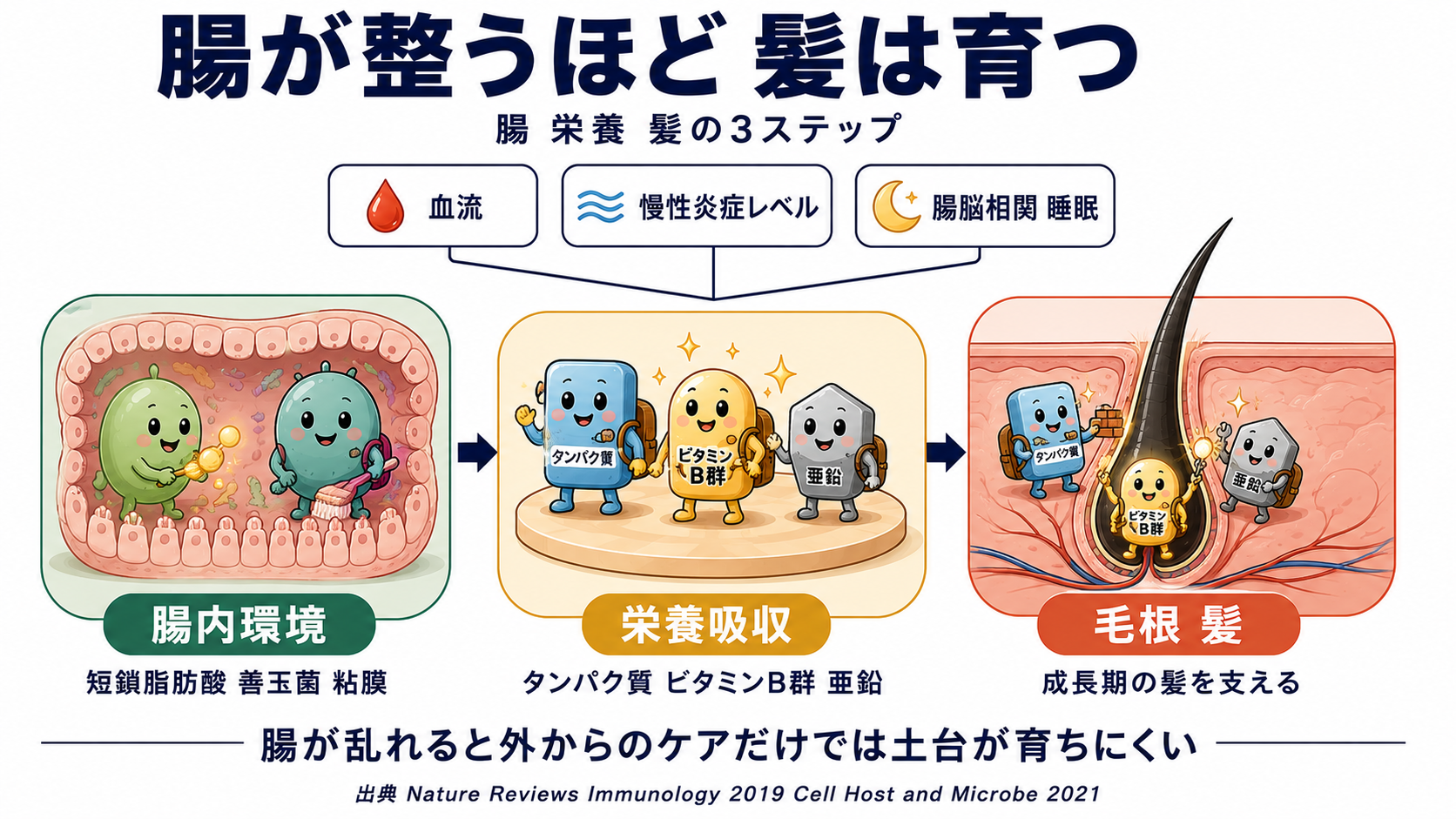 腸→栄養→髪の流れを示す図解