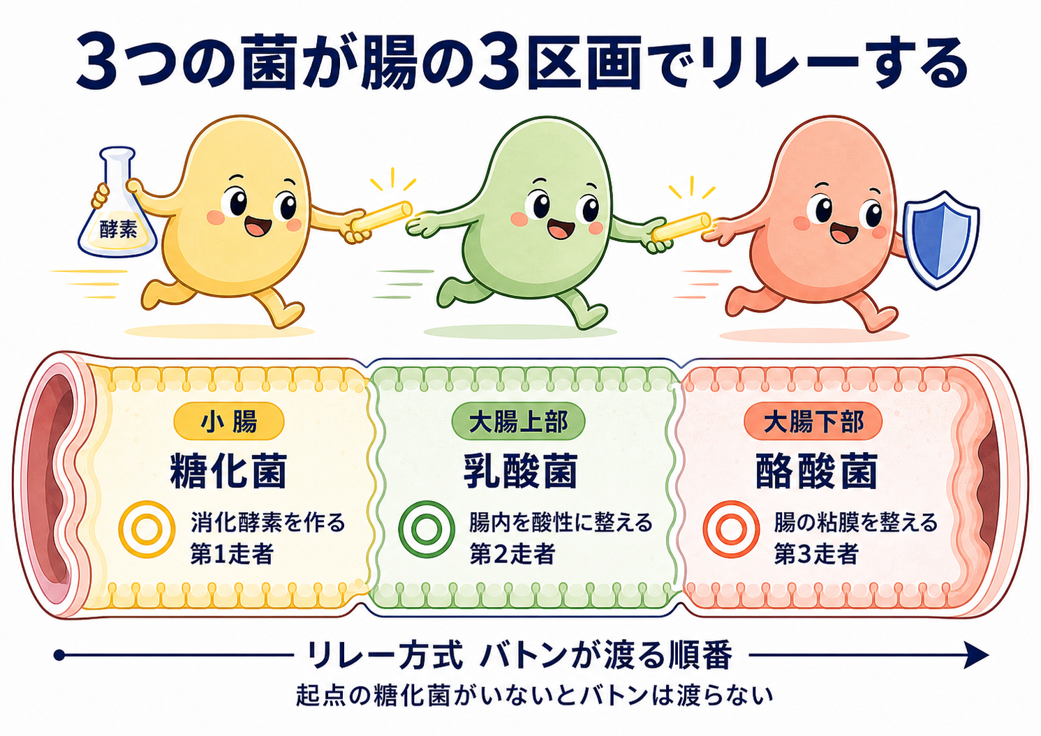 3菌種が腸の3区画でリレーする仕組み(糖化菌→乳酸菌→酪酸菌)