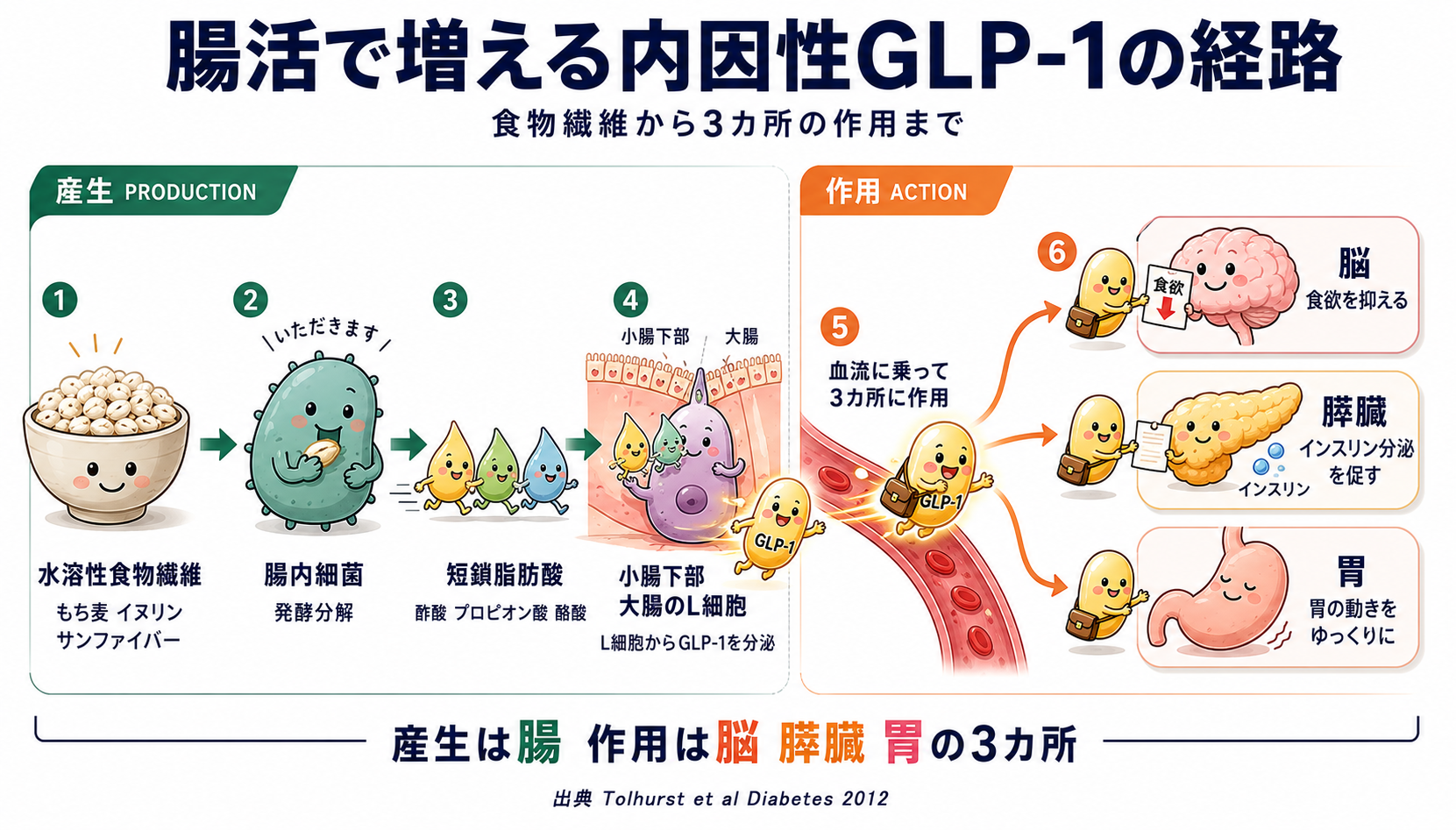 腸活で内因性GLP-1を増やす経路図
