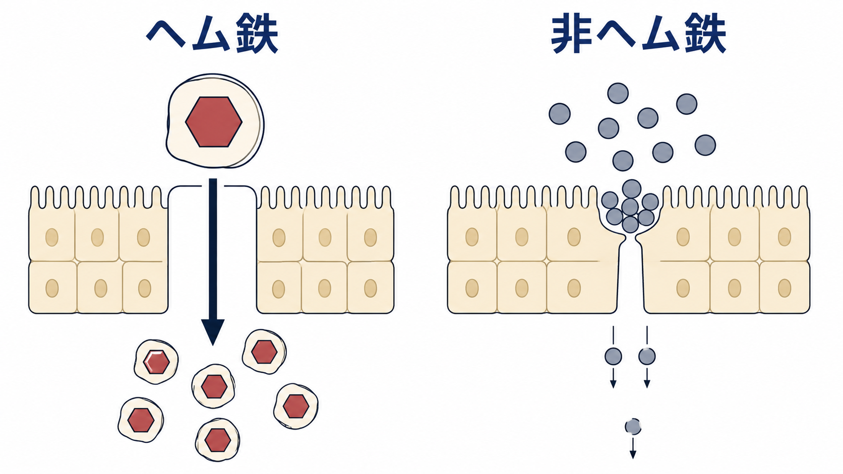 ヘム鉄と非ヘム鉄の吸収のされ方の違いを示した図解