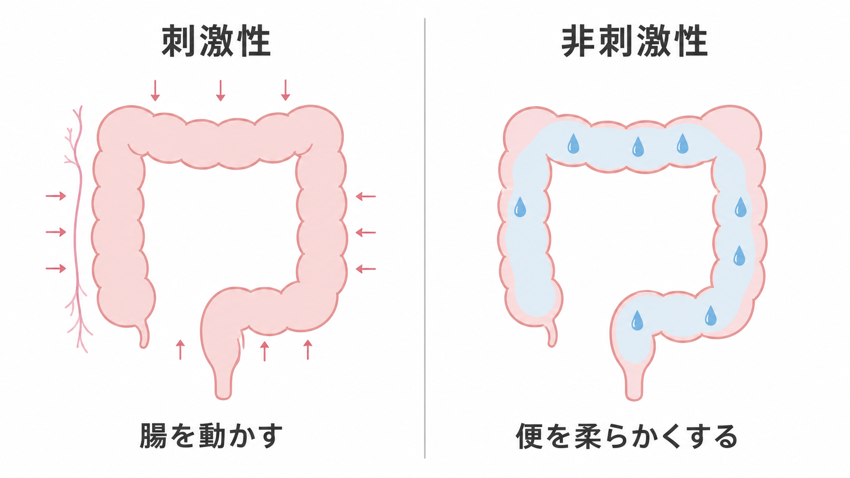 刺激性と非刺激性の働き方の違い|腸の動きと便の水分