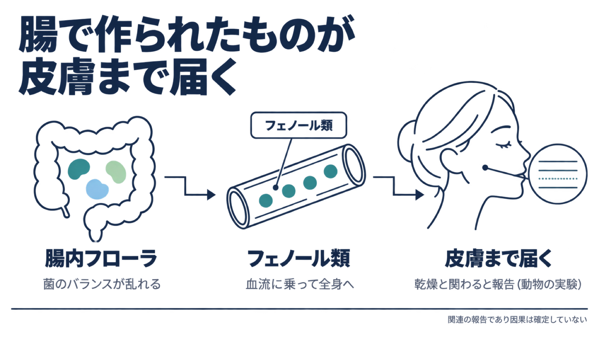 腸内で作られたフェノール類が血流に乗って皮膚まで届く経路を示した図解
